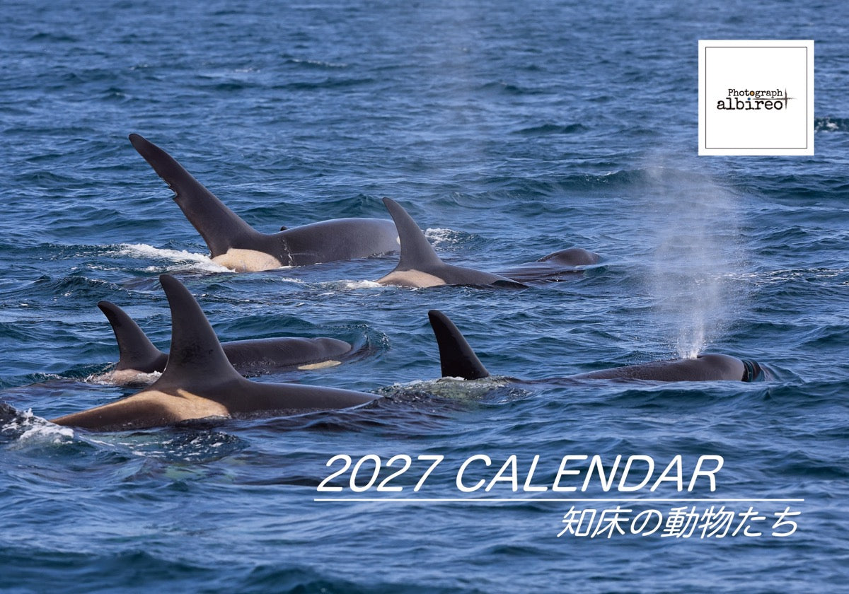 【数量限定】知床の動物たち 2027年カレンダー
